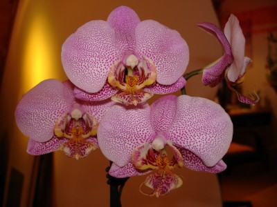 Orchi_Bunte.JPG