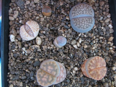 Lithops.jpg
