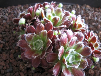 Sempervivum Hybride.jpg