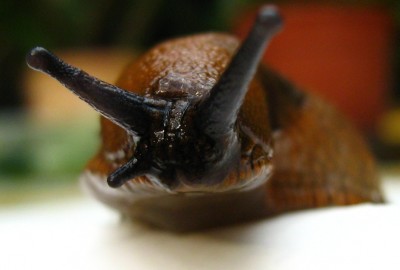 1748a Schnecke.jpg