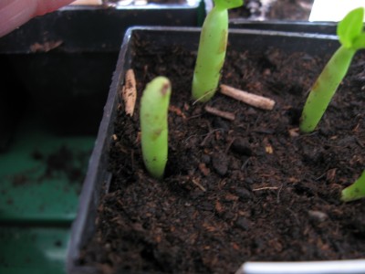 Adenium ohne Keimblätter.jpg