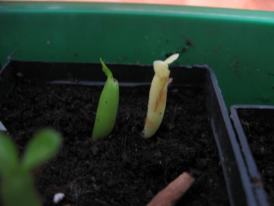 Adenium Albino.jpg