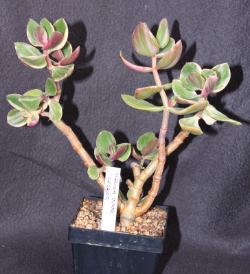 Crassula_ovata_variegata_05_05_2010.jpg
