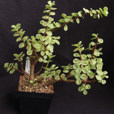 Portulacaria_afra_variegata_05_05_2010.jpg