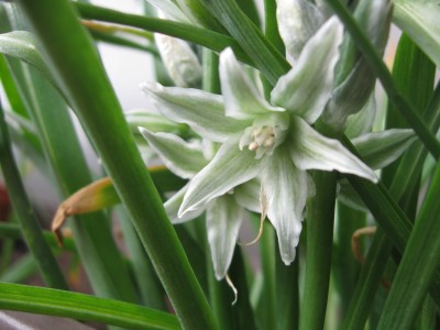 Ornithogalum nutans.jpg