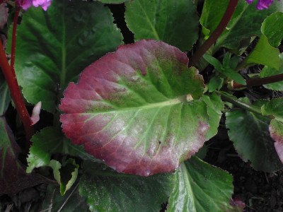 blume-1.jpg