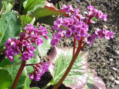 blume-2.jpg