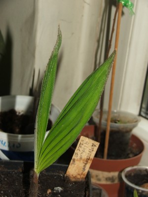 Astrocaryum alatum.abgebr.Samen 06.05.10.jpg