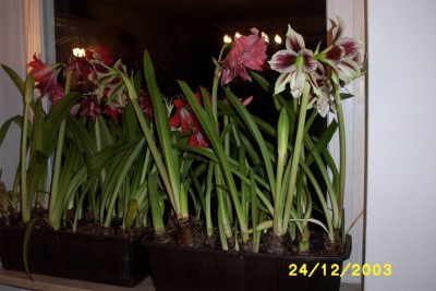 DCP_0870.JPG