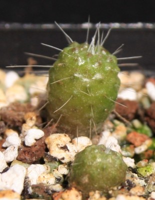 Mammillaria_spinosissima_un_pico_06_05_2010 - 3.jpg