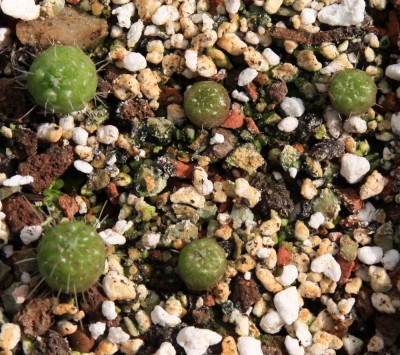 Mammillaria_spinosissima_un_pico_06_05_2010 - 2.jpg