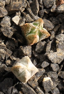 Astrophytum_myriostigma_v_quadricostatum_06_05_2010 - 2.jpg