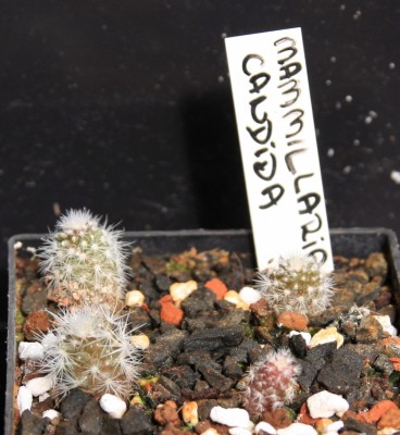 Mammillaria_candida_06_05_2010 - 1.jpg