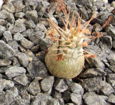 Pachypodium_namaquanum_07_05_2010 - 2.jpg