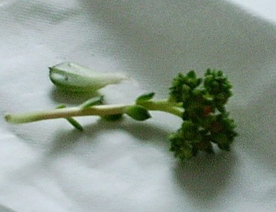Echevblüte.jpg