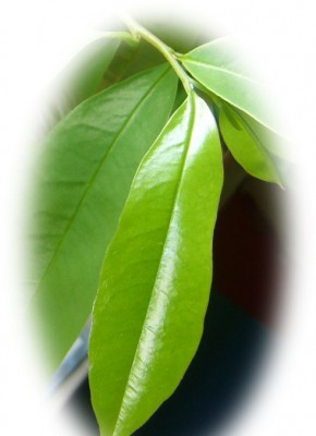 AnnonaMuricata_Mai10_Neu.jpg