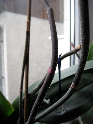 IMG_1410.jpeg