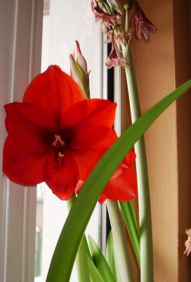 Amaryllis.JPG