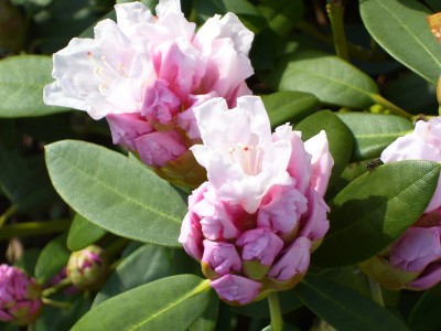 Rhododendron_2.jpg