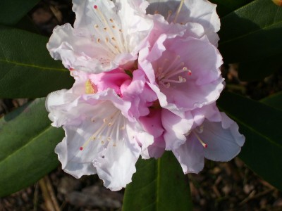 Rhododendron_1.jpg