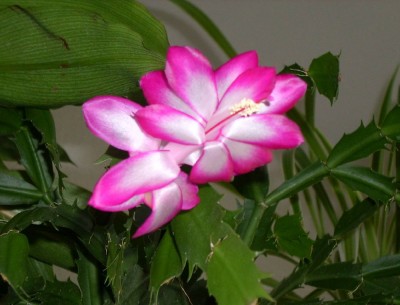 Blüte vom Weihnachtskaktus.jpg