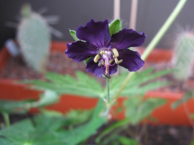 Geranium Lily Lovell.jpg