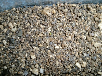 Lithops Keimling.JPG