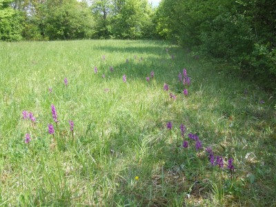 DSCF6514.JPG