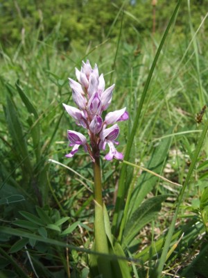 DSCF6509.JPG