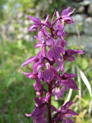 DSCF6501.JPG