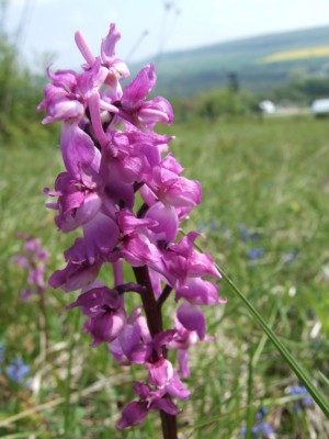 DSCF6492.JPG