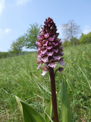 DSCF6474.JPG