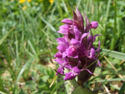 DSCF6466.JPG
