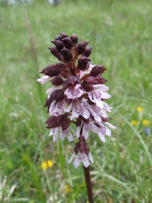 DSCF6578.JPG