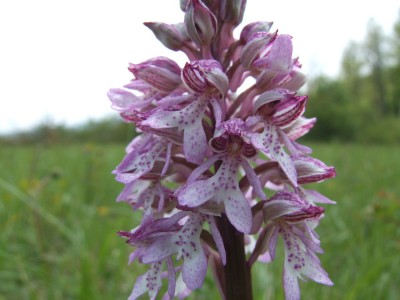 DSCF6571.JPG