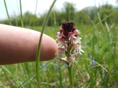 DSCF6568.JPG