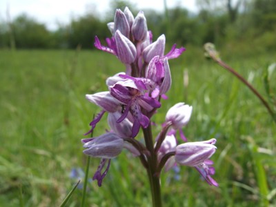 DSCF6561.JPG