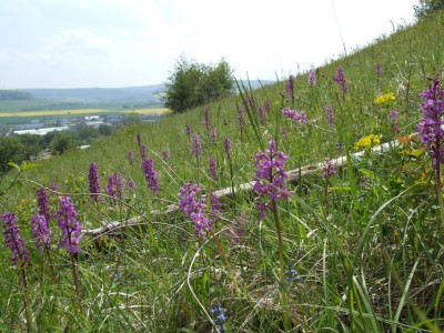 DSCF6542.JPG