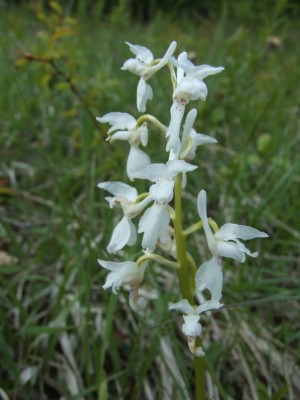 DSCF6528.JPG