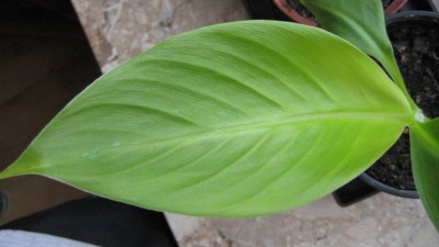 IMG_0281.JPG