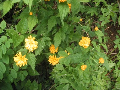 wie heisst dies Blümchen (1).jpg