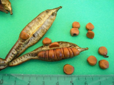 Sumpfschwertlilie (Iris pseudacorus).jpg