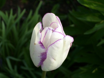 Tulpe.jpg