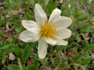 dryas.jpg