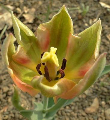 tulpe1.jpg