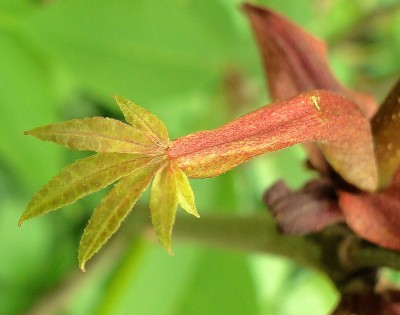 aesculus parviflora babyblatt.jpg