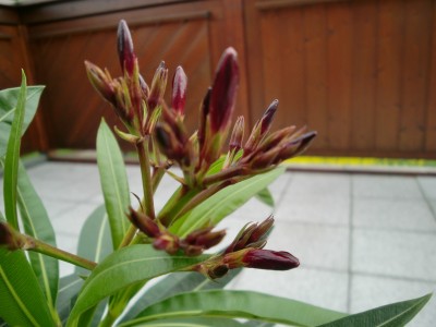 Oleander Knospen.JPG