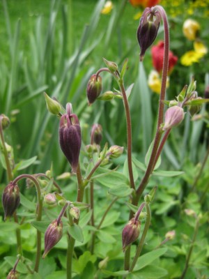 Bild 095 [1600x1200].jpg