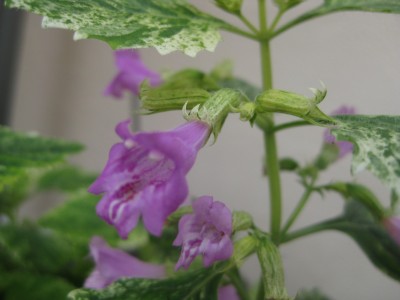 Bild 092 [1600x1200].jpg