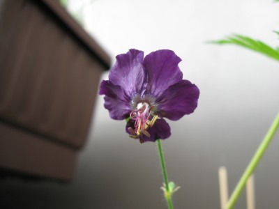 Geranium3.jpg